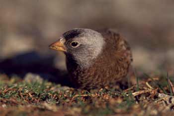 Gray-crowned Rosy-Finch photo