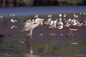 Great Blue Heron photo