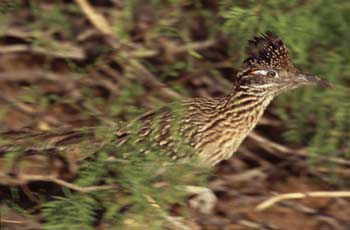 Greater Roadrunner photo