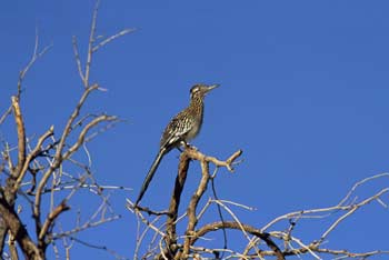 Greater Roadrunner picture
