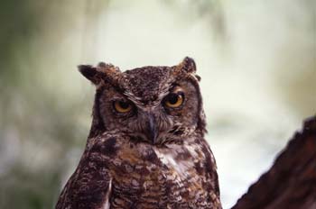 Great Horned Owl photograph