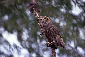 Great-Horned Owl photo