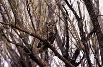 Great Horned Owl photo