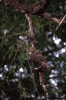 Great Horned Owl picture