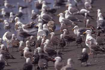Gull photo