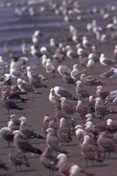 Heermann's and Western Gulls