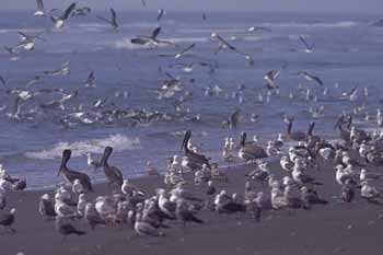 Gull picture