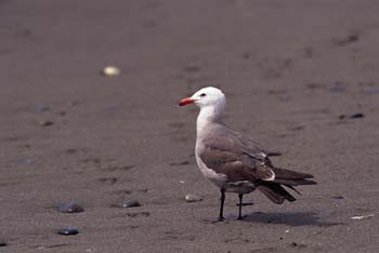 Heermann's Gull photo