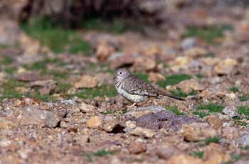 Inca Dove photo