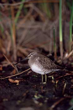 Long-billed Dowitcher picture