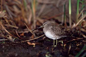 Long-billed Dowitcher photo