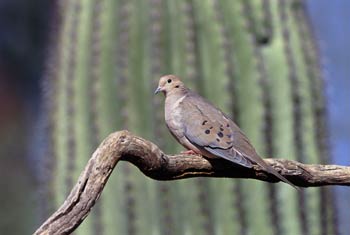 Mourning Dove photo