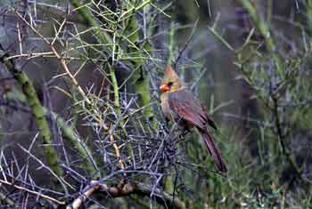 Northern Cardinal photo