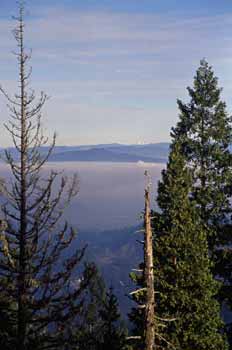 Northern Pygmy-Owl picture