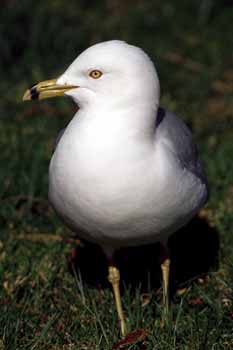 Ring-billed Gull photo