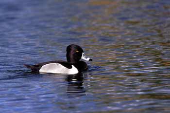 Ring-necked Duck photo