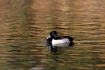 Ring-necked Duck picture