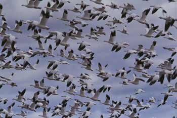 Ross' Goose photo