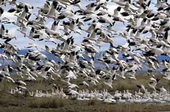 Ross' Goose picture