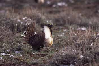 Sage Grouse picture