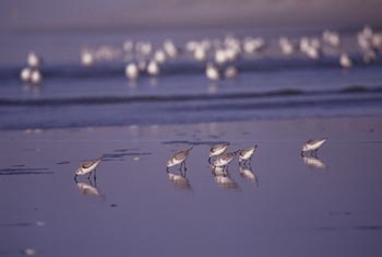 Sanderling photo