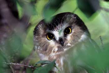 Northern Saw-whet Owl photo