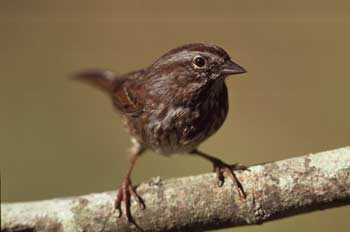 Song Sparrow photo