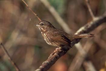 Song Sparrow picture