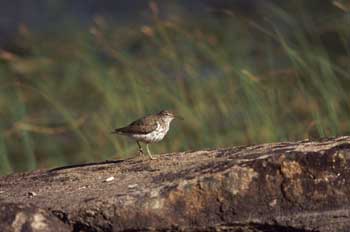 Spotted Sandpiper photo