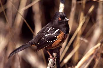 Spotted Towhee male