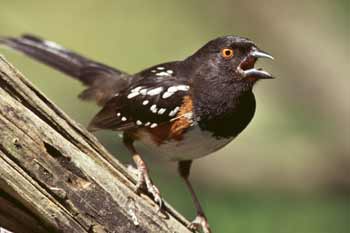 Spotted Towhee photo