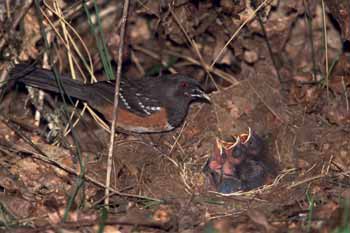 Spotted Towhee nest picture