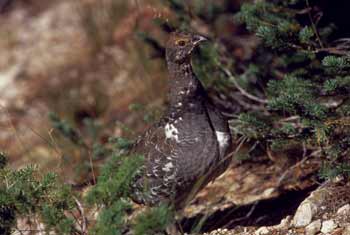Spruce Grouse photo