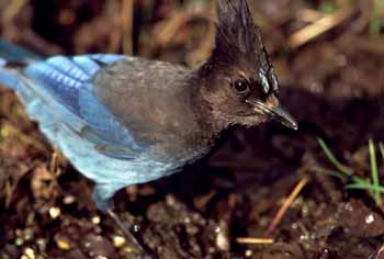 Steller's Jay photo