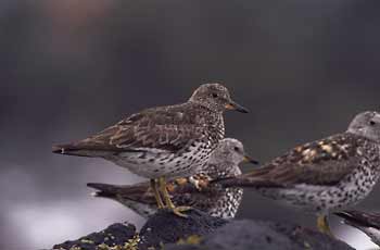Surfbird picture