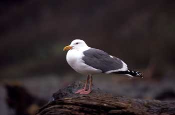 Western Gull photo