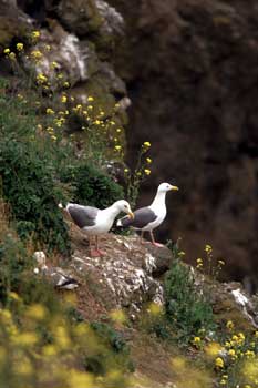 Western Gull picture