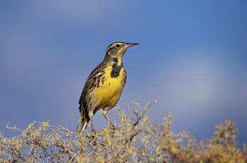 Western Meadowlark photo