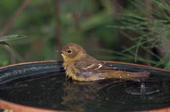 Western Tanager photo