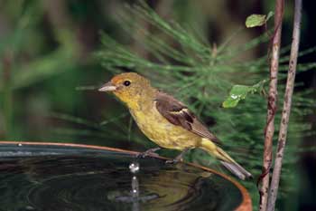 Western Tanager picture