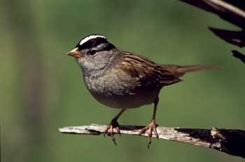 White-crowned Sparrow photo