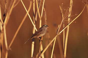 White-crowned Sparrow picture