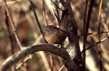Wrentit photo