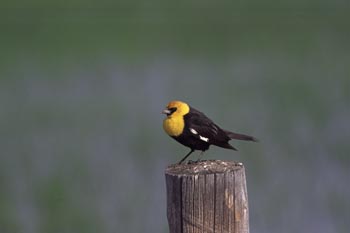 Yellow-headed Blackbird photo