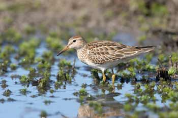 Pectoral Sandpiper photo