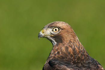 Red-tailed Hawk photo photograph image images by Noah Strycker