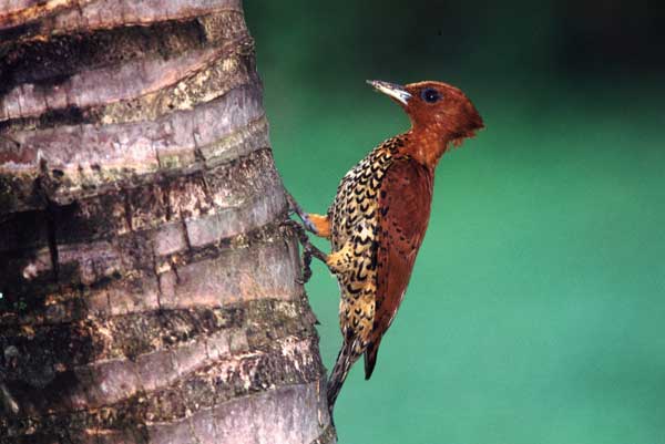 Cinnamon Woodpecker photo, Panama