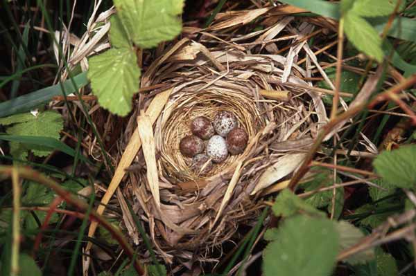 Song Sparrow Nest Photo