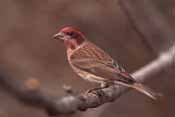 Bird picture, Purple Finch