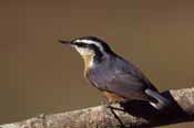 Bird picture, Red-breasted Nuthatch